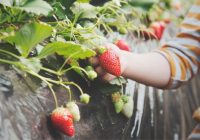 9 of the best places to pick strawberries in the Carolinas
